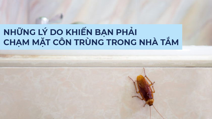 Những lý do khiến bạn phải chạm mặt côn trùng trong nhà tắm